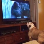 Scare the Bear! English Bulldog tries to save Leonardo DiCaprio from grizzly attack (watching The Revenant). Scare the Bear! English Bulldog tries to save Leonardo DiCaprio from grizzly attack (watching The Revenant).