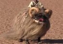 Bantha dog from Star Wars.