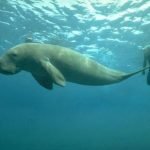 Mer-People: an article by: GF Willmetts, Mer-People: an article by: GF Willmetts,