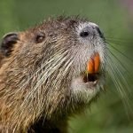 Rodents Of Unusual Size (2018) (a film review by Mark R. Leeper). Rodents Of Unusual Size (2018) (a film review by Mark R. Leeper).