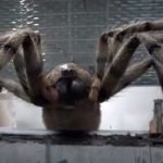 Doctor Who: Series 11 (or 36 depending on how you count): Episode 4: Arachnids In The UK by Chris Chibnall. Doctor Who: Series 11 (or 36 depending on how you count): Episode 4: Arachnids In The UK by Chris Chibnall.