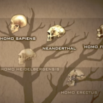 Multiple versions of human species – was pre-history like Lord of the Rings? Multiple versions of human species – was pre-history like Lord of the Rings?