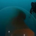 Alien-like giant squid egg found floating under Arctic Ocean. Alien-like giant squid egg found floating under Arctic Ocean.