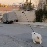 Drone walks dog amid coronavirus lockdown in Cyprus (weird news). Drone walks dog amid coronavirus lockdown in Cyprus (weird news).